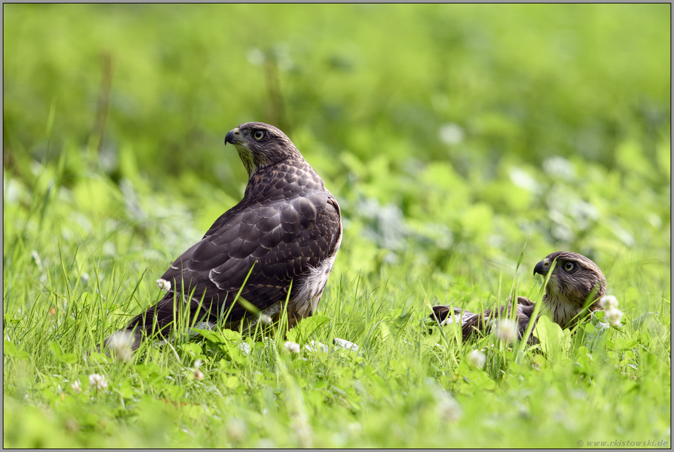 beim Sonnenbad...  Habicht *Accipiter gentilis*, zwei Rothabichte auf einer Wildwiese im Wald