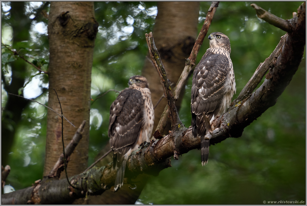 interessiert... Habicht *Accipiter gentilis* zwei diesjährige Jungvögel reagieren aufmerksam auf einen der Altvögel