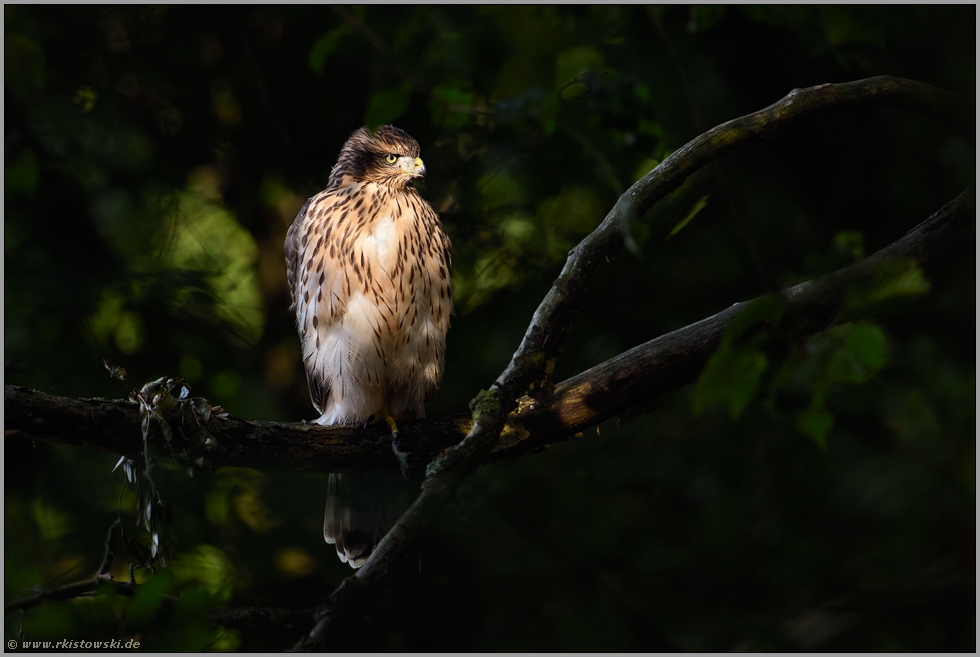 Lichtspiele... Habicht *Accipiter gentilis* im Lichtspot im Wald, diesjähriger Jungvogel
