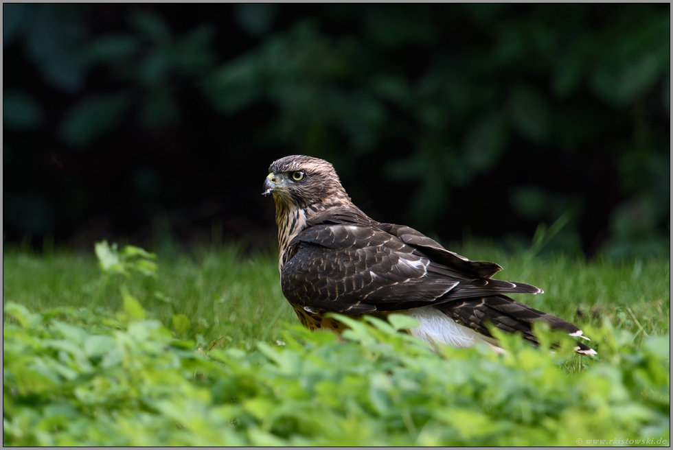 auf der Waldlichtung... Habicht *Accipiter gentilis*,  diesjähriger Jungvogel, Rothabicht sitzt am Boden, im Gras einer Wildwiese