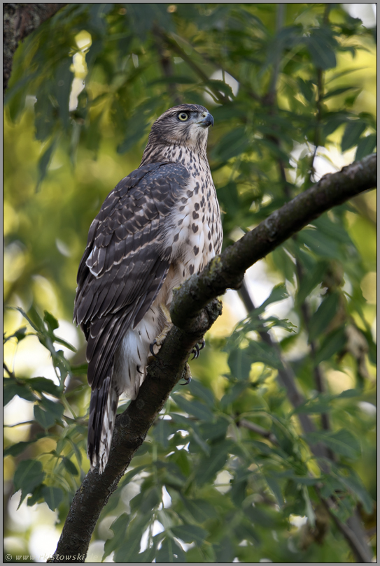 scharfer Blick...  Habicht *Accipiter gentilis*, flügger, fast ausgewachsener Jungvogel, Ästling, Rothabicht sitzt im Baum