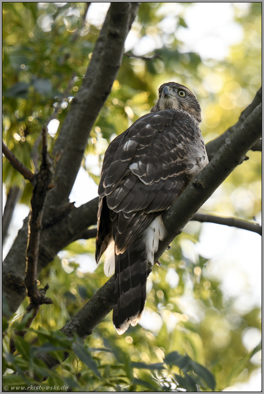 typisch Jungvogel... Habicht *Accipiter gentilis*, flügger Ästling schaut sich ein wenig unsicher um