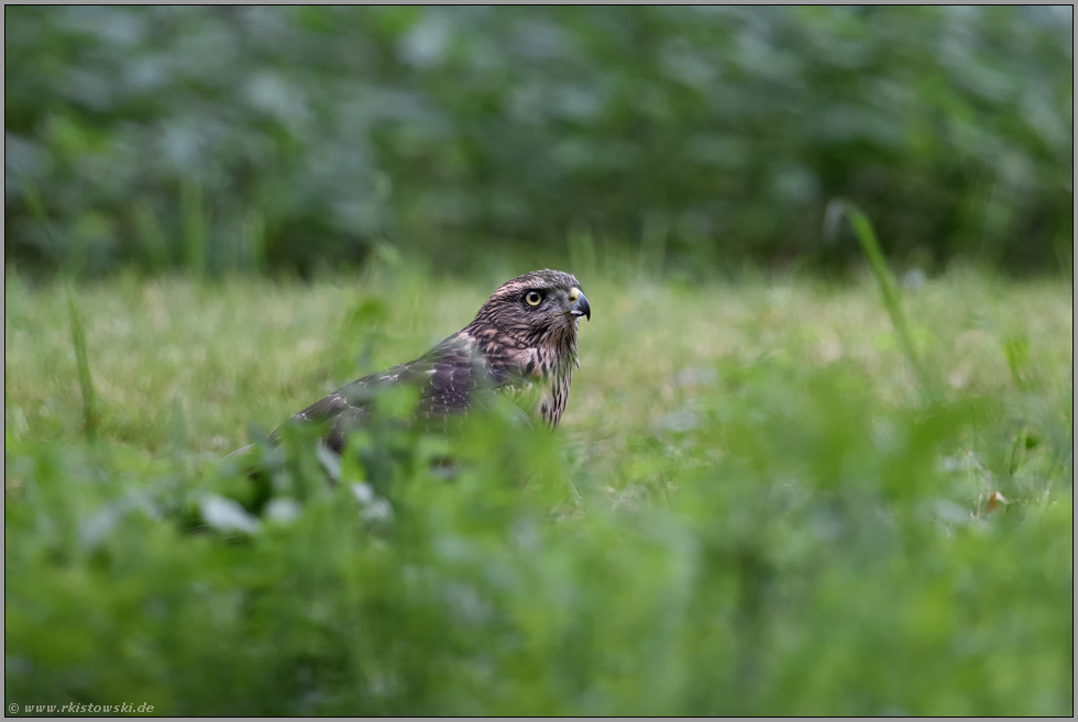 im Gras sitzend... Habicht *Accipiter gentilis*, flügger, fast ausgewachsener Jungvogel, Rothabicht