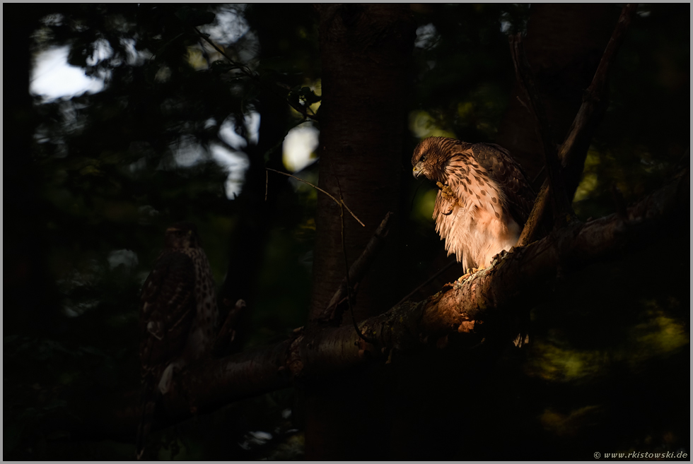 Kralle zeigen... Habicht *Accipiter gentilis*, flügger, fast ausgewachsener Jungvogel im Lichtspot juckt sich im Gefieder