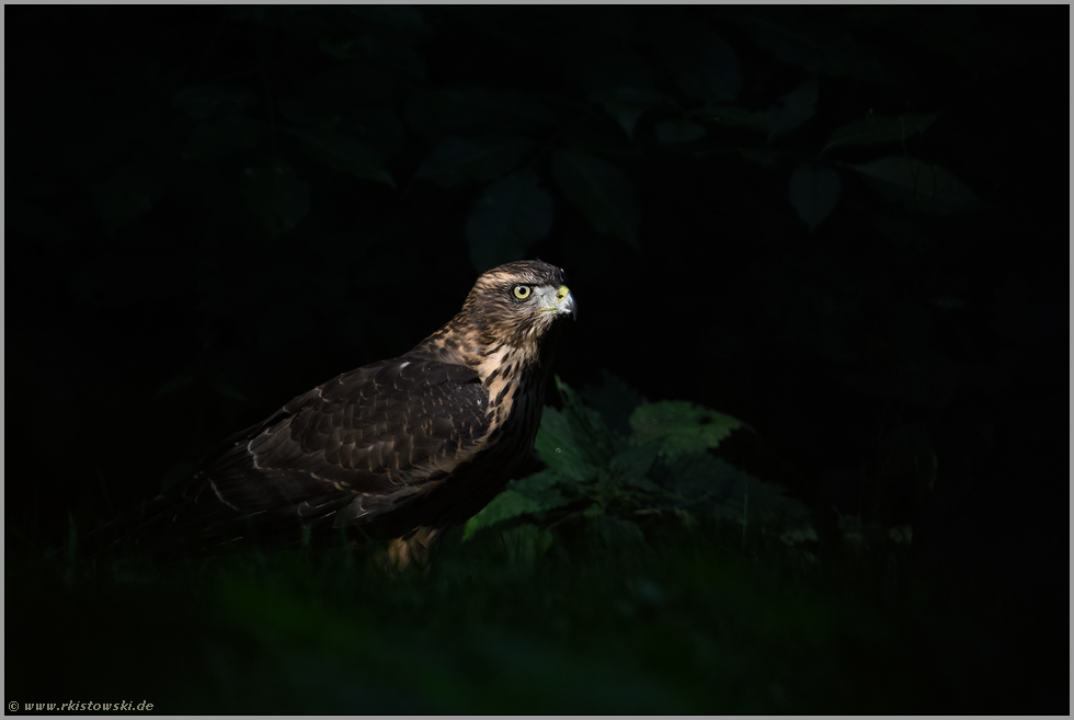geheimnisvoller Vogel... Habicht *Accipiter gentilis* im Lichtspot auf einer Lichtung im Wald
