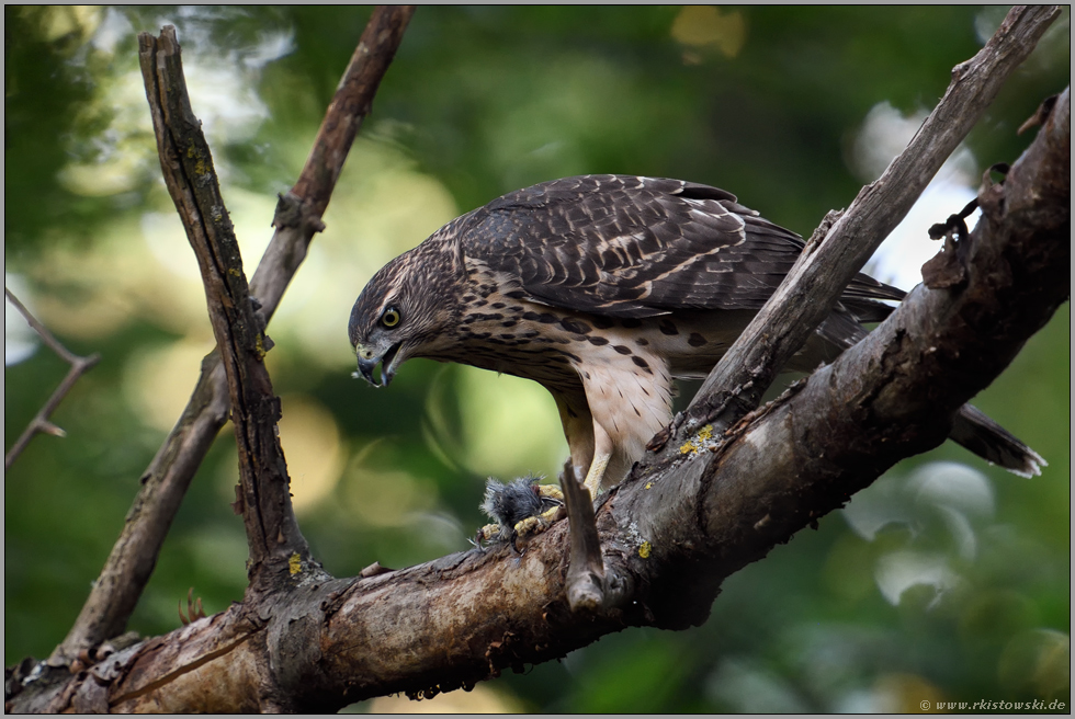 Mahlzeit... Habicht *Accipiter gentilis*, junger Habicht frisst von Beute (Kohlmeise)