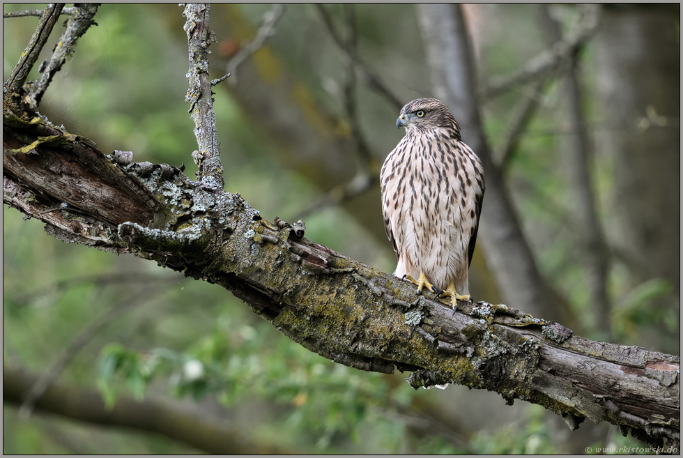 im Bruchwald... Habicht *Accipiter gentilis*, Rothabicht im natürlichen Lebensraum