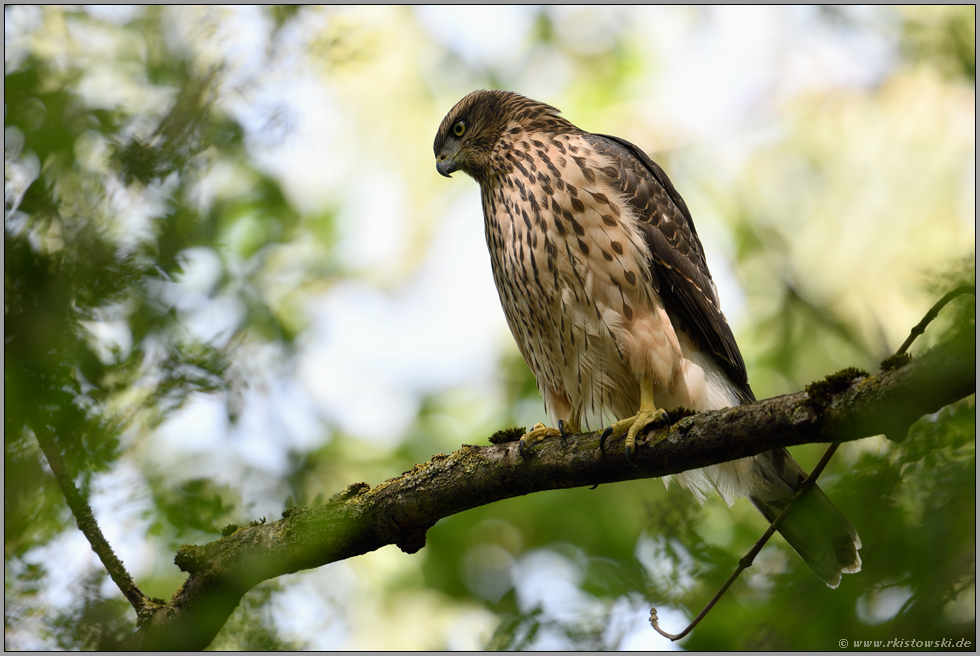 interessierter Blick... Habicht *Accipiter gentilis* beobachtet von einem Ast herab potentielle Beute