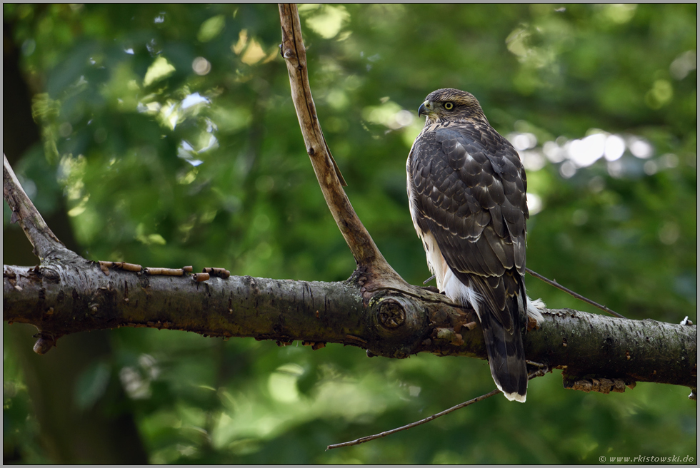 auf seinem Lieblingsast... Habicht *Accipiter gentilis*, junger Habicht ruht auf einem dicken Ast, Stück Totholz im Wald