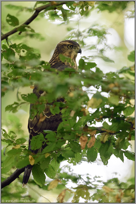 schwer zu entdecken... Habicht *Accipiter gentilis*, Rothabicht sitzt in einem Baum