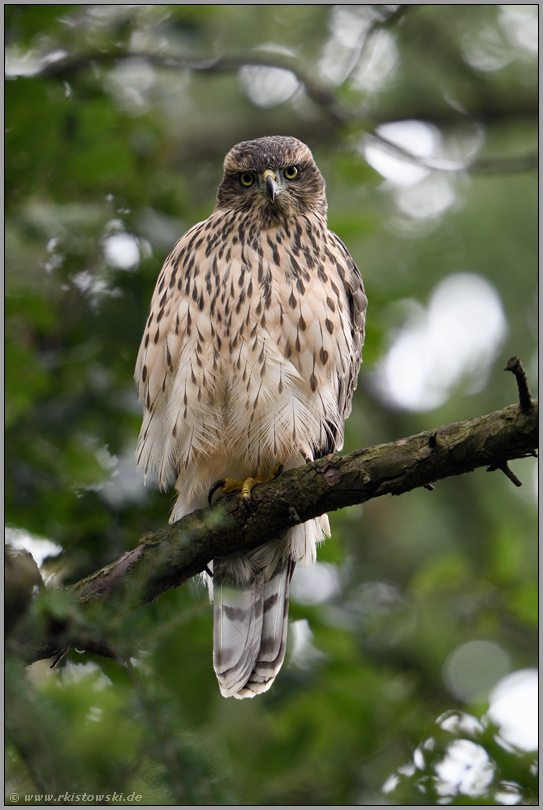 musternder Blick... Habicht *Accipiter gentilis*, direkter Blickkontakt mit einem junger Habicht