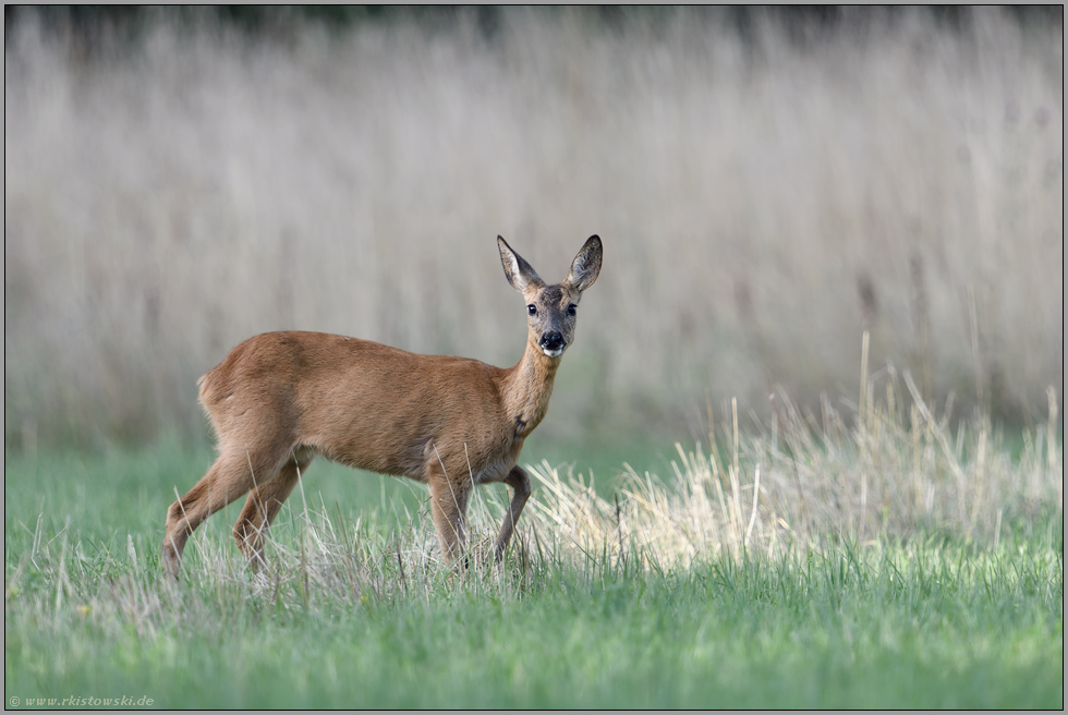 mit angehobenem Vorderlauf... Reh *Capreolus capreolus*, Ricke sichert aufmerksam die Umgebung