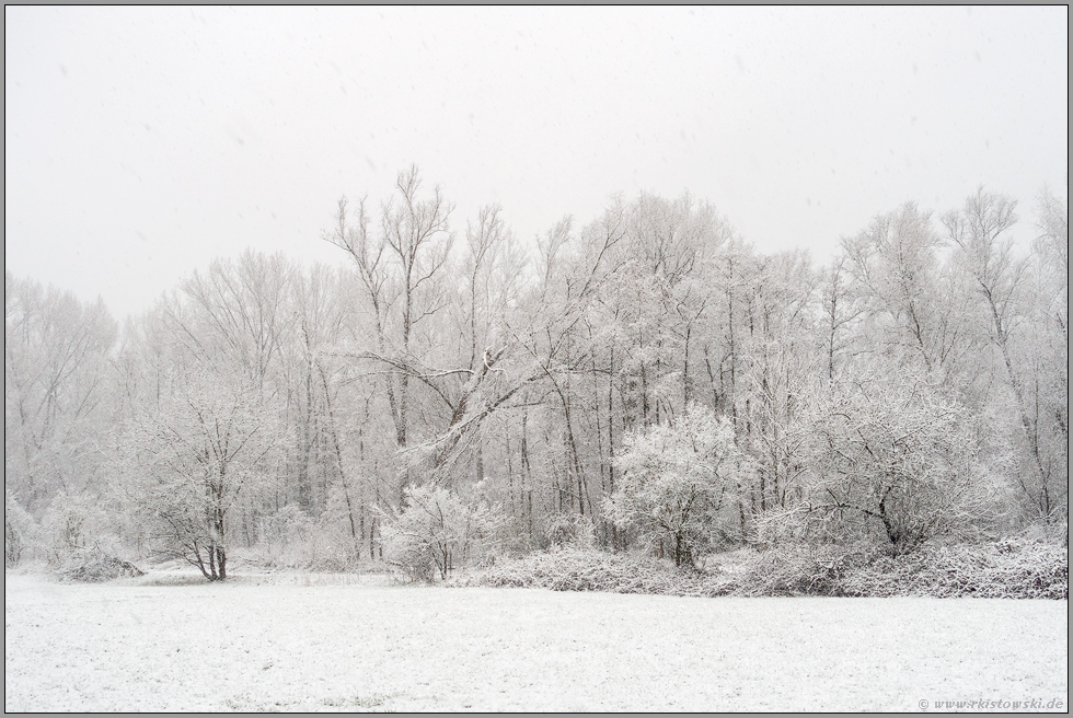 verschneiter Bruchwald... Strümper Bruch *Meerbusch* bei heftigem Schneefall, 08. März 2023