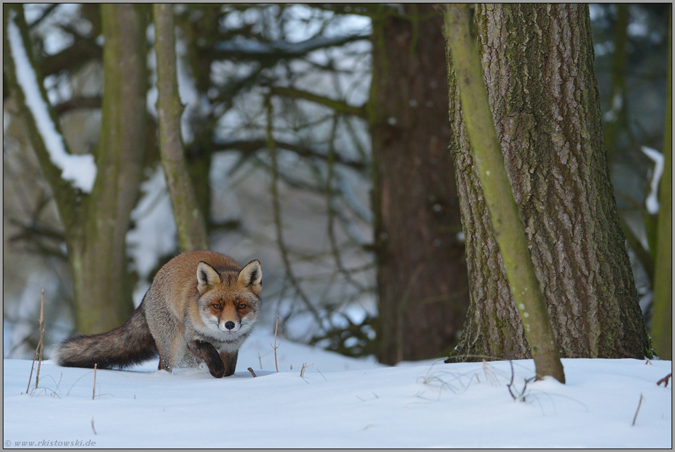 auf der Pirsch... Rotfuchs *Vulpes vulpes* im winterlich verschneiten Wald, Fuchs schleicht durch hohen Schnee