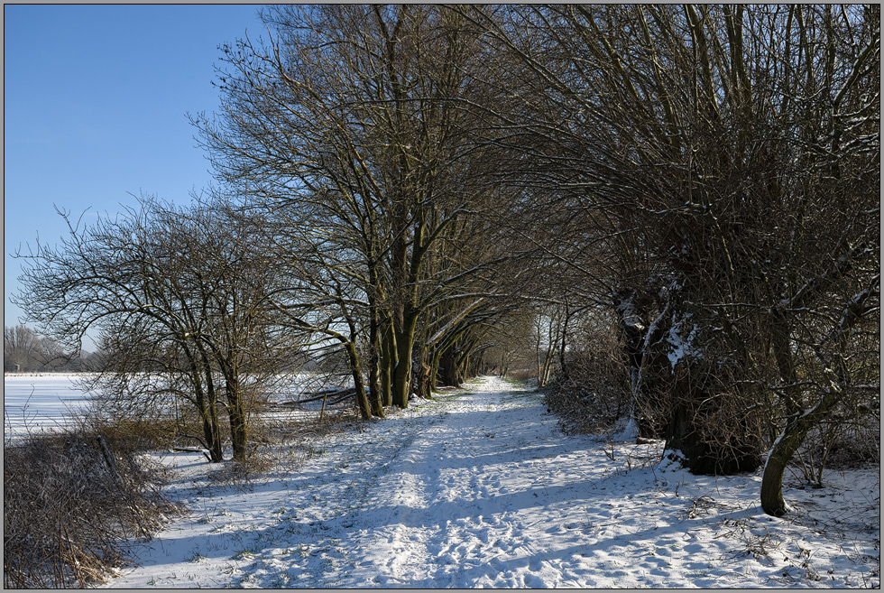 Rheinland... Ilvericher Altrheinschlinge *Meerbusch* im Winter bei Schneelage und schönstem Wetter