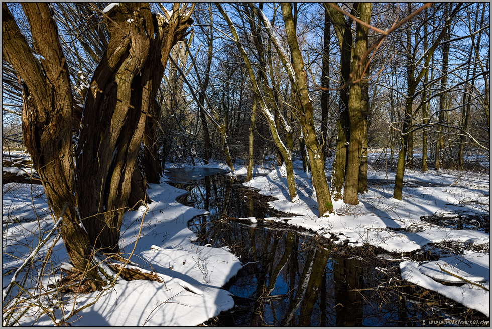 Winter im Auwald... Ilvericher Altrheinschlinge *Meerbusch* bei Schneelage und schönem Wetter