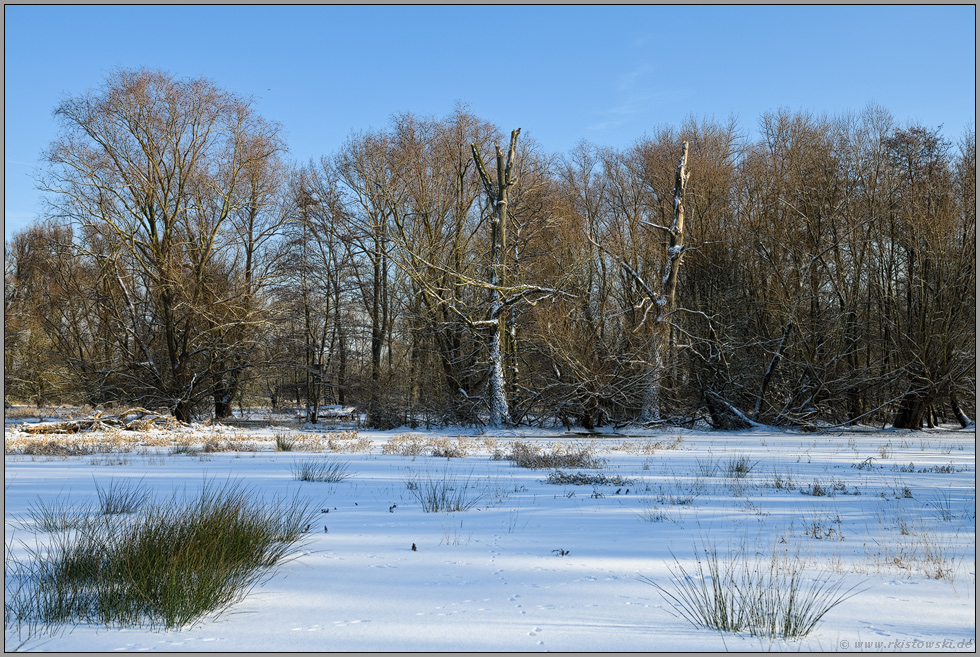 unter Eis und Schnee... Ilvericher Altrheinschlinge *Meerbusch*, sumpfige Feuchtwiese im Winter mit Blick auf den Auwald