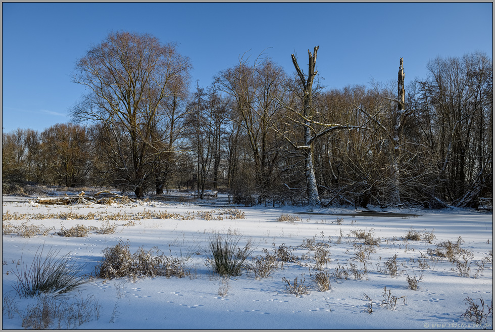 im Winter... Ilvericher Altrheinschlinge *Meerbusch*, Niederrhein bei Schnee, Eis und strahlendem Sonnenschein