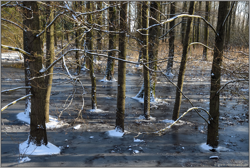 Blick auf den gefrorenen Bruchwald... Ilvericher Altrheinschlinge *Meerbusch* bei Eis und Schnee, Rheinauen