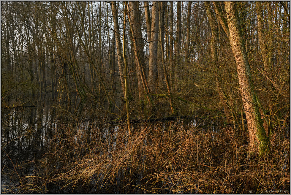 Hochwasser im Lanker Busch... Meerbusch *Lanker Bruch*, typischer Bruchwald mit Schwarzerlen, Eschen, Pappeln und viel Unterholz