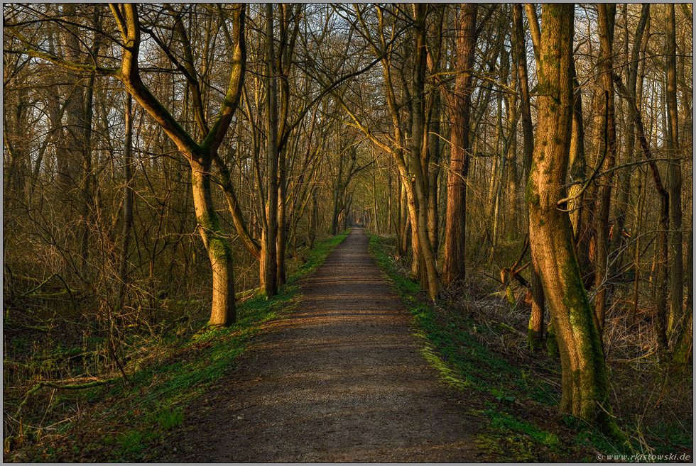 Weg durch den Wald... Meerbusch *Lanker Bruch*, Wanderweg durch den Auwald, Erlenbruchwald im Bereich einer vor Jahrhunderten verlandeten Rheinschlinge, Altrhein