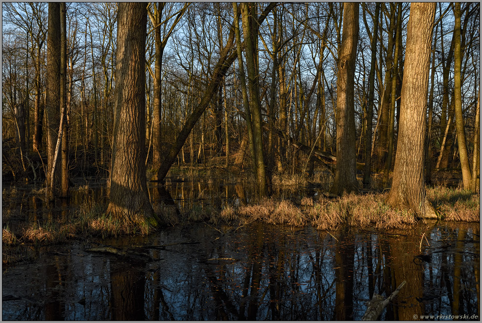 im Bruchwald... Meerbusch *Lanker Bruch*, sumpfiger Erlenbruchwald im Bereich einer vor Jahrhunderten verlandeten Rheinschlinge, Altrhein