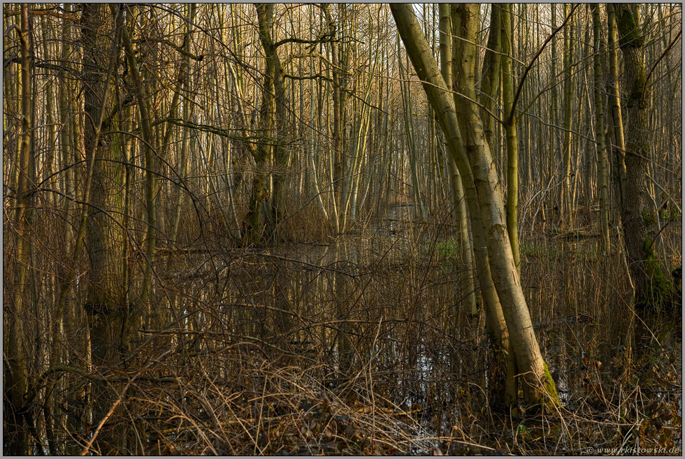 undurchdringlich... Meerbusch *Herrenbusch*, nasser, unter Wasser stehender Bruchwald, Naturwald im Bereich einer vor Jahrhunderten verlandeten Rheinschlinge, Altrhein