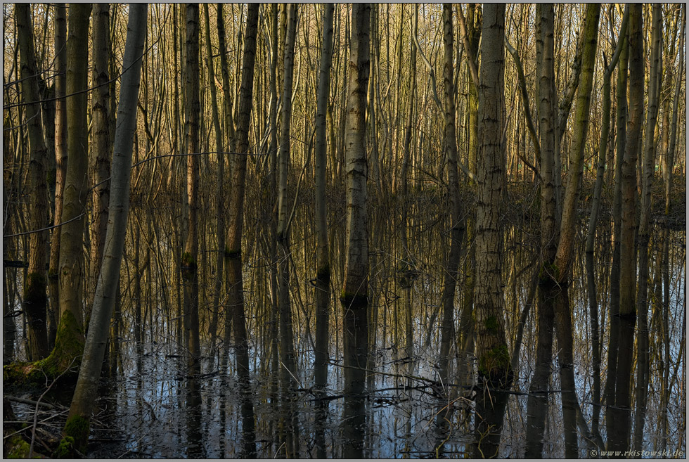 Sumpflandschaft... Meerbusch *Herrenbusch*, Erlenbruchwald im Bereich einer vor Jahrhunderten verlandeten Rheinschlinge, Altrhein