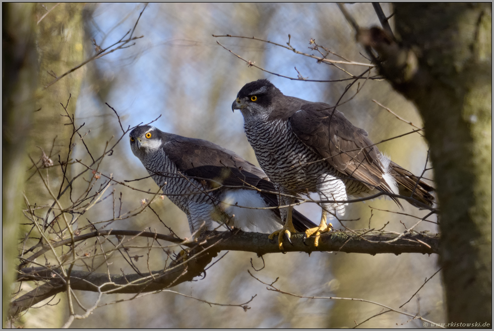 Habichtterzel und Habichtweibchen... Habicht *Accipiter gentilis*, Habichtpärchen bei der Balz