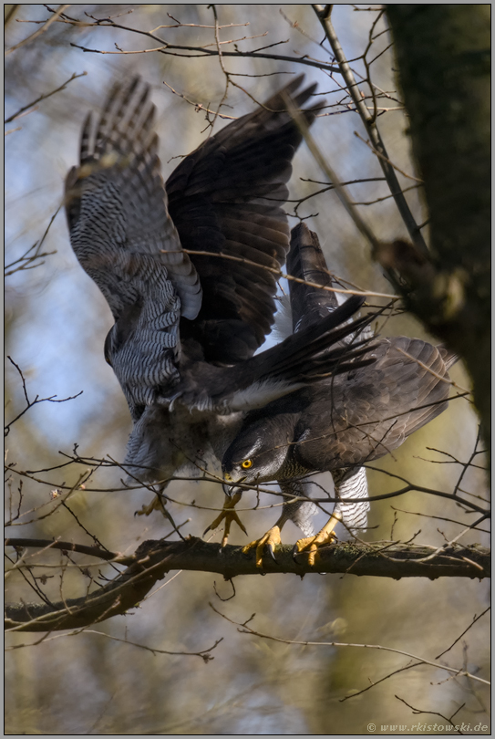 nach vollzogener Kopulation... Habicht *Accipiter gentilis*, Paarung der Habichte