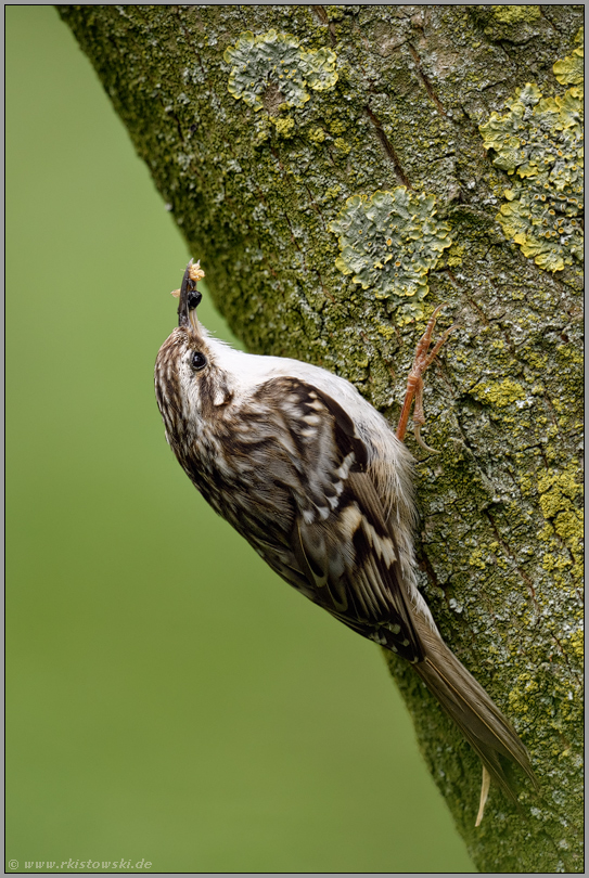 mit Beute im Schnabel... Gartenbaumläufer *Certhia familiaris* am Baumstamm
