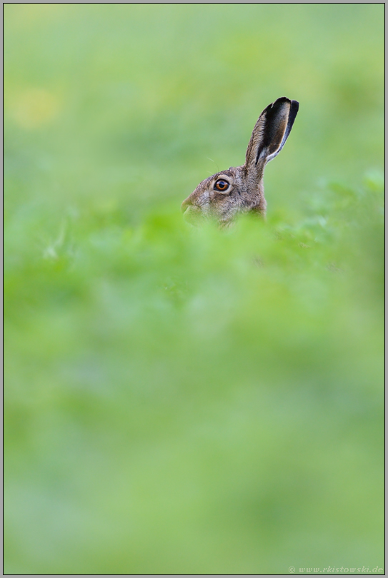 Meister Lampe... Feldhase *Lepus europaeus* versteckt sich im Feld, schaut heraus, sichert