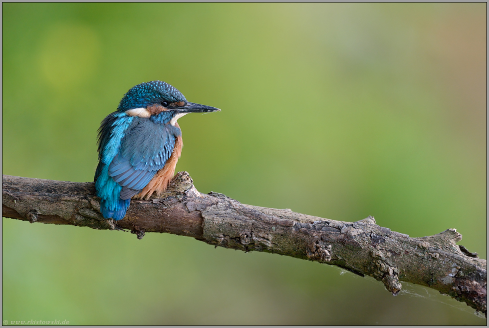 noch ein wenig unsicher... Eisvogel *Alcedo atthis*, Jungvogel kurz nach dem Flügge-werden