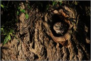 wer da... Steinkauz *Athene noctua*
