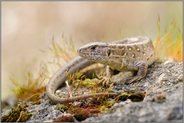 im Tagesrhytmus... Zauneidechse *Lacerta agilis*