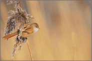 im Schilfgürtel... Bartmeise *Panurus biarmicus *