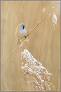 Schnee im Schilf... Bartmeise *Panurus biarmicus*