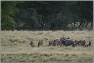 der Hirsch und sein Rudel... Rotwild *Cervus elaphus*