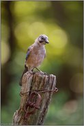 jung und alt... Eichelhäher *Garrulus glandarius*