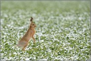 auch Hasen pinkeln im Stehen... Feldhase *Lepus europaeus*