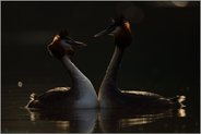 Zweisamkeit... Haubentaucher *Podiceps cristatus*