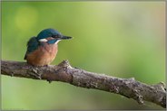 aufmerksam... Eisvogel *Alcedo atthis*