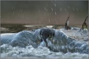 gegen die Strömung... Wasseramsel *Cinclus cinclus*  taucht unter Wasser