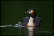 Mama ist die Grösste... Haubentaucher *Podiceps cristatus*