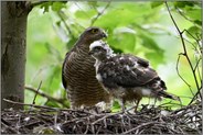 wo sind die anderen... Sperber *Accipiter nisus*