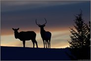 Gute Nacht... Wapiti *Cervus canadensis*