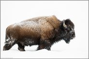 ein beeindruckendes Tier... Amerikanischer Bison *Bison bison* in Schnee und Eis