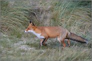 auf der Pirsch... Rotfuchs *Vulpes vulpes*
