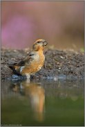 ganz schön keck... Fichtenkreuzschnabel *Loxia curvirostra *, orange gefärbtes Männchen