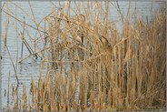 alles im Blick... Rohrdommel *Botaurus stellaris * im Schilf